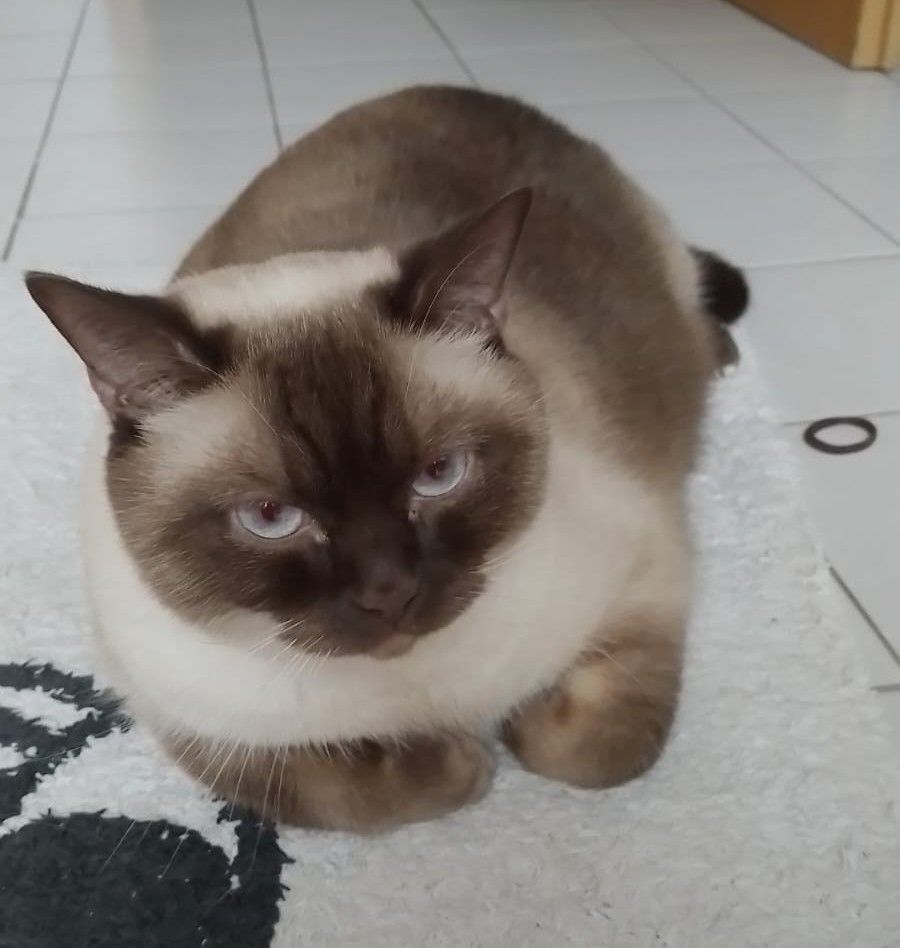 Vermisst 6.6.- Kater Slavko in Ottbergen/Meisenweg