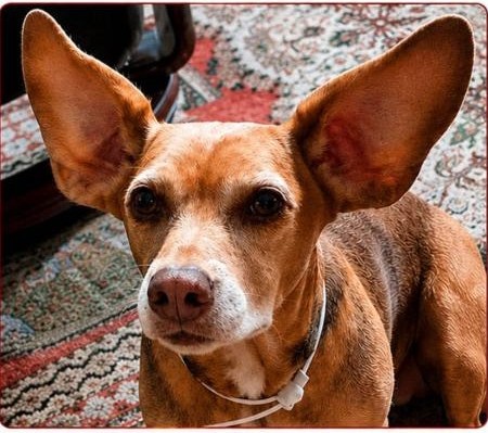 Vermisst – Senior-Hund Ziggy