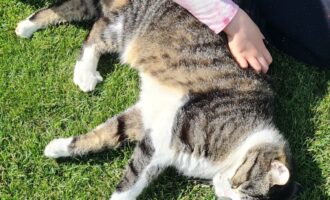 Zugelaufen 5.6. – Katze in Itzum