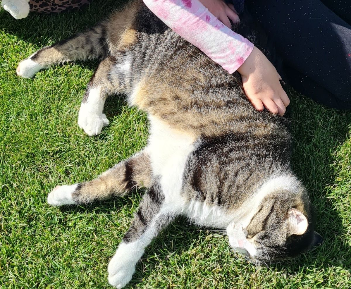 Zugelaufen 5.6. – Katze in Itzum