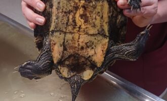 Zugelaufen 29.6. – Große Wasserschildkröte