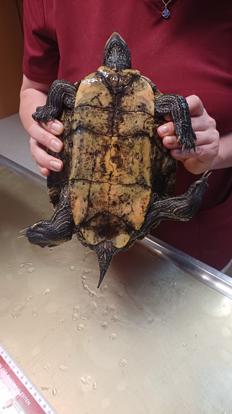 Zugelaufen 29.6. – Große Wasserschildkröte