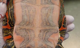 Zugelaufen 22.6. – Wasserschildkröte aus Bockenem/Weghaus 2