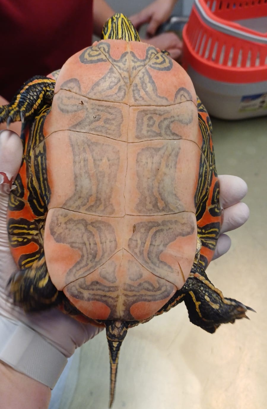 Zugelaufen 22.6. – Wasserschildkröte aus Bockenem/Weghaus 2