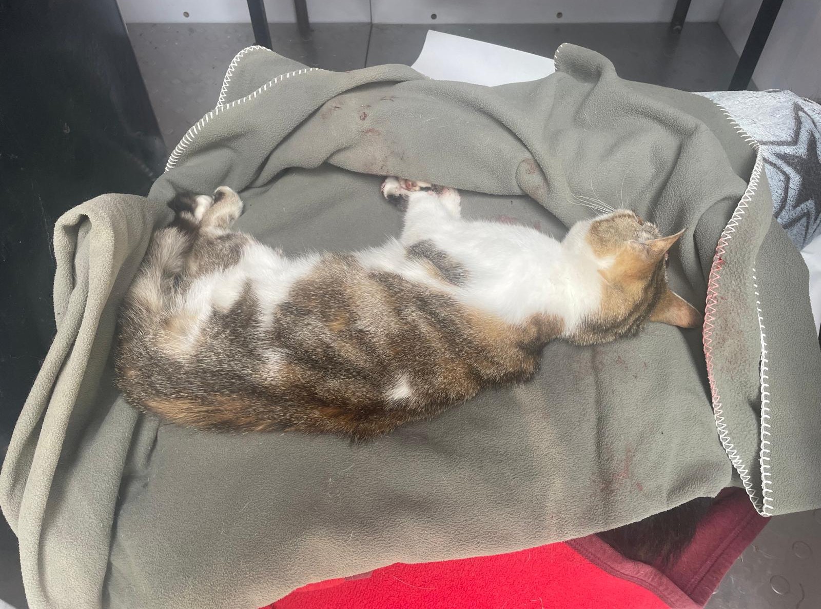 Zugelaufen – Tote Katze in der Klinik am Osterwald Dr. Bitter und Tierärzte, Salzhemmendorf