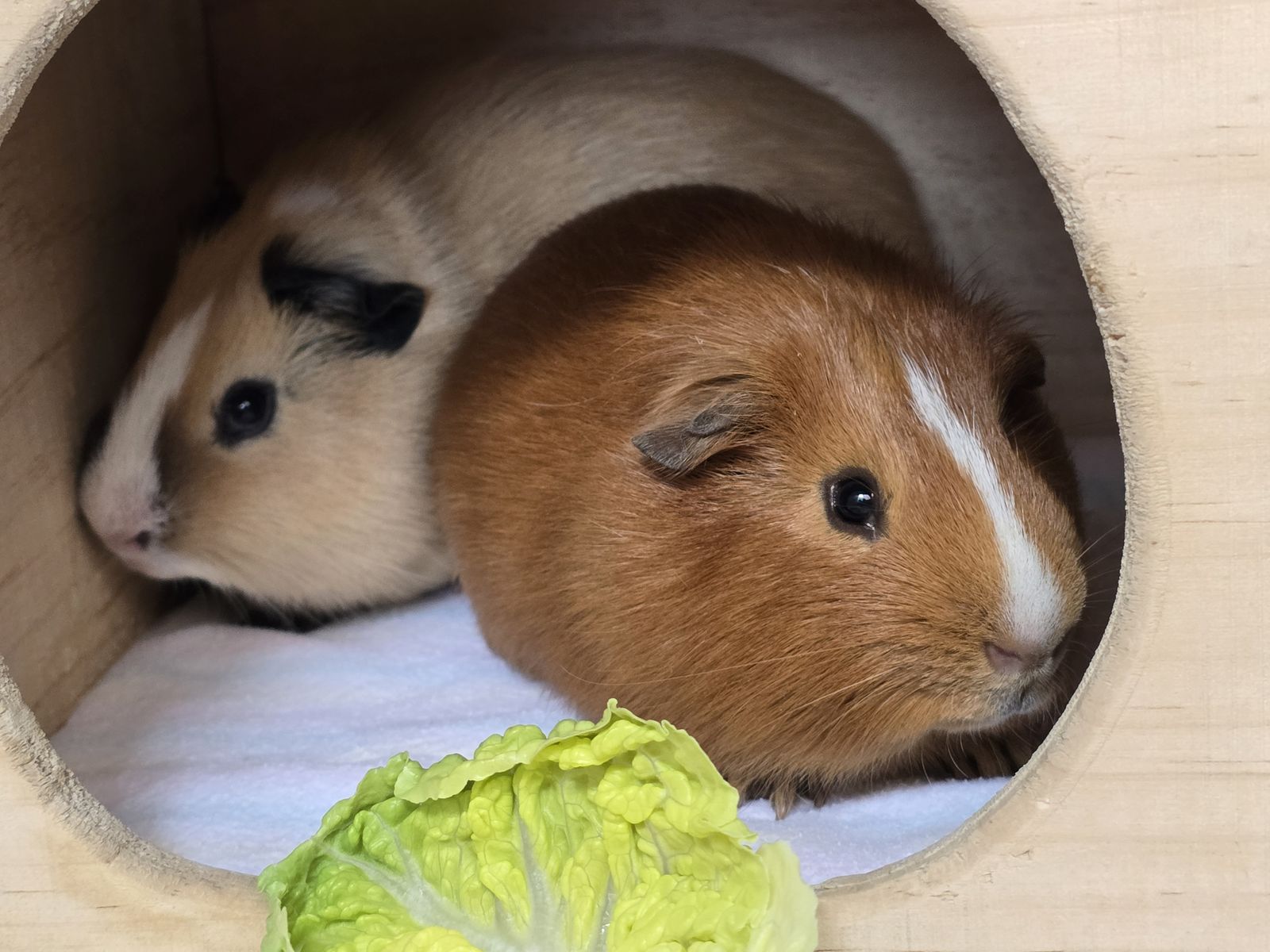 Meerschweinchen Nugget und Holo
