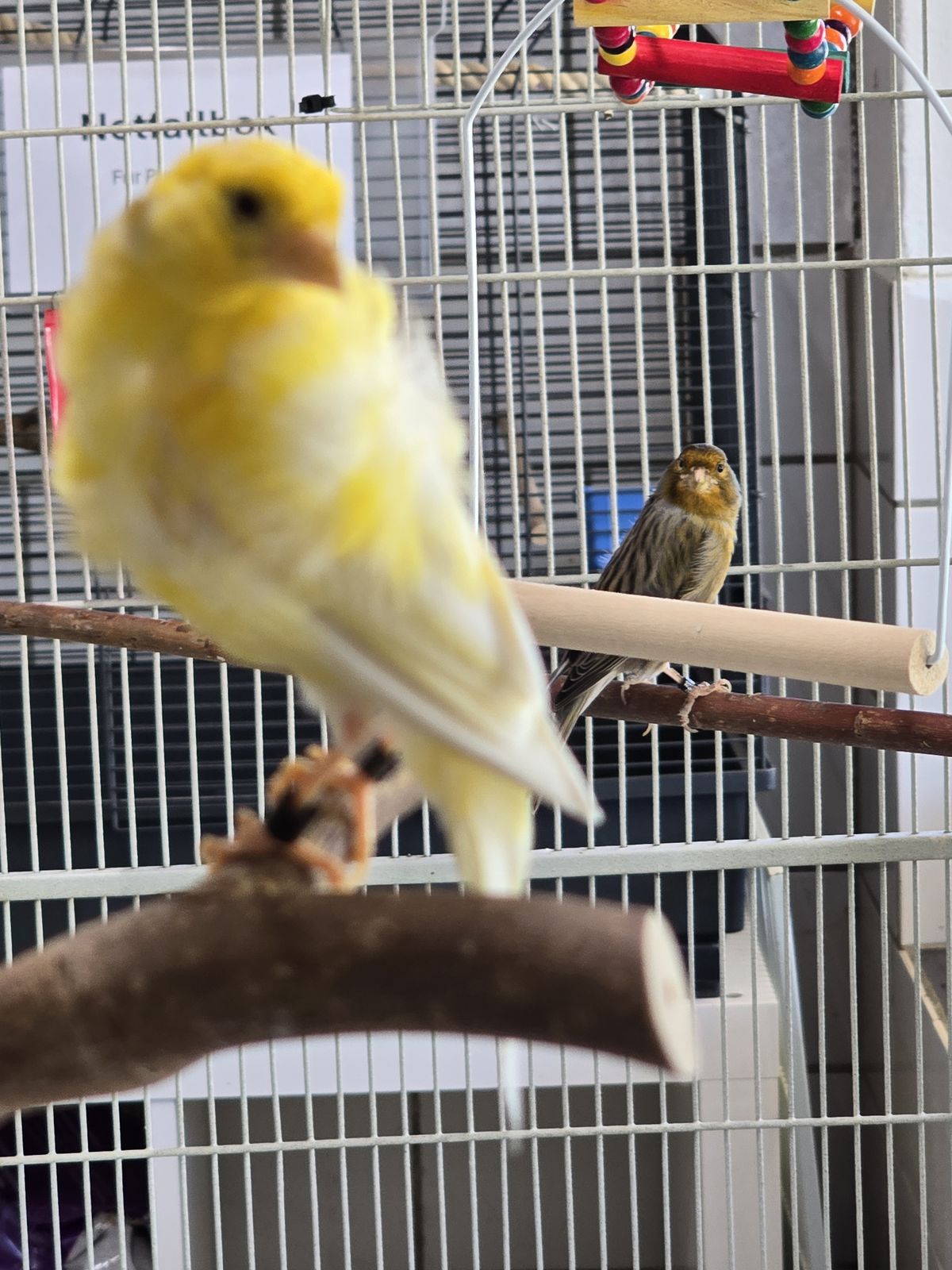 Kanarienvogel Milo und Hansi