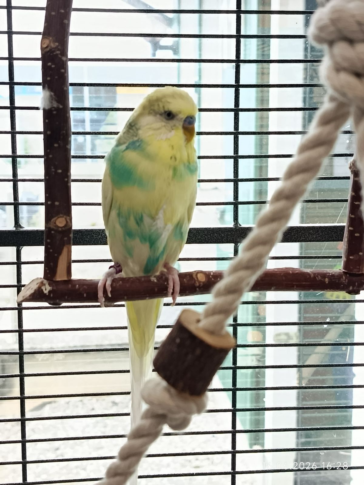 Wellensittich Oscar