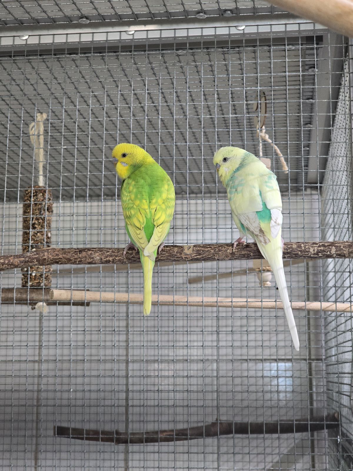 Wellensittiche Oscar und Tweety