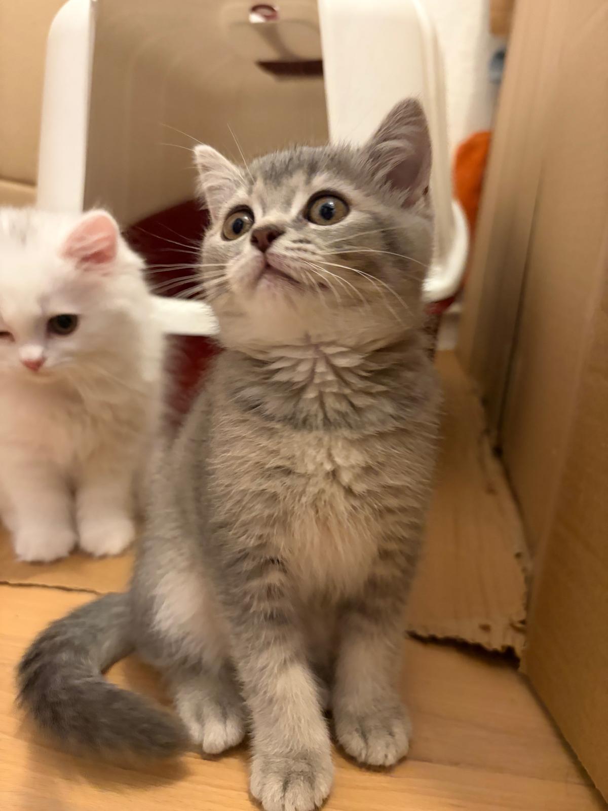 2 weibliche Kitten (nur gemeinsam zu vermitteln)