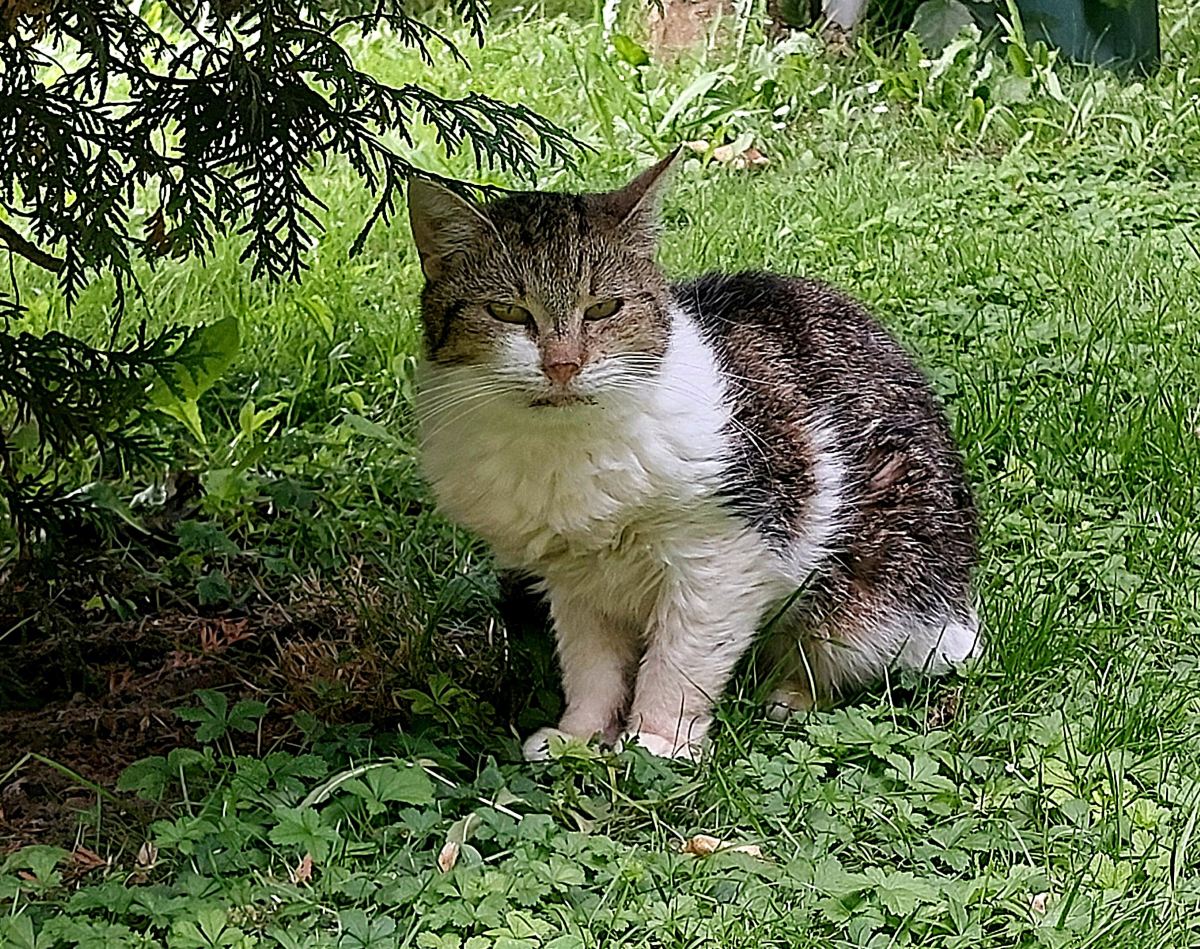 Katzenwiesenkatze Emmie sucht Paten