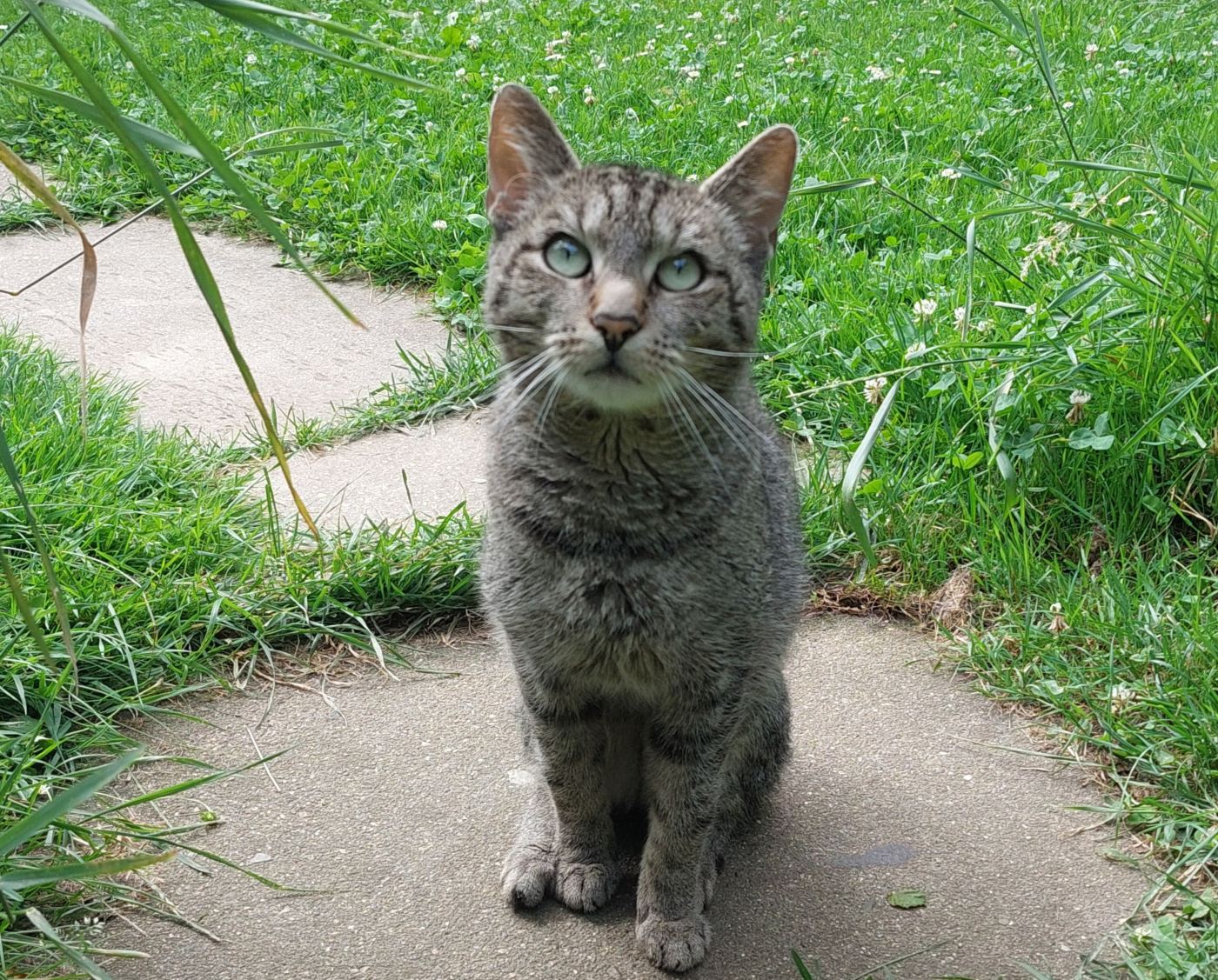 Katzenwiesenkater Gismo