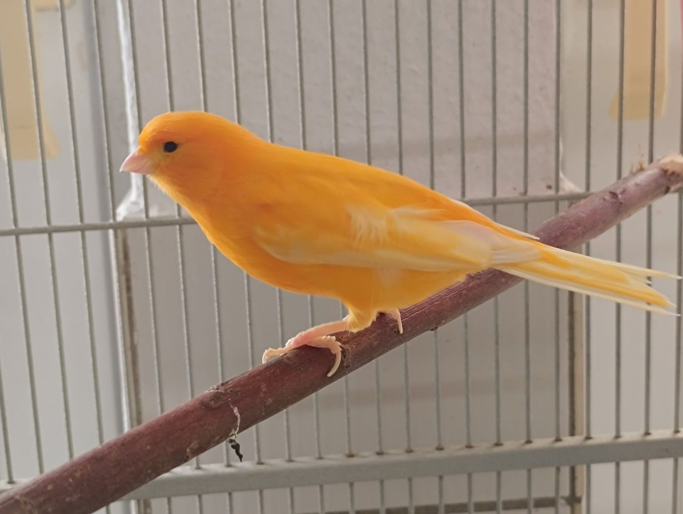 Kanarienvogel Hänsel
