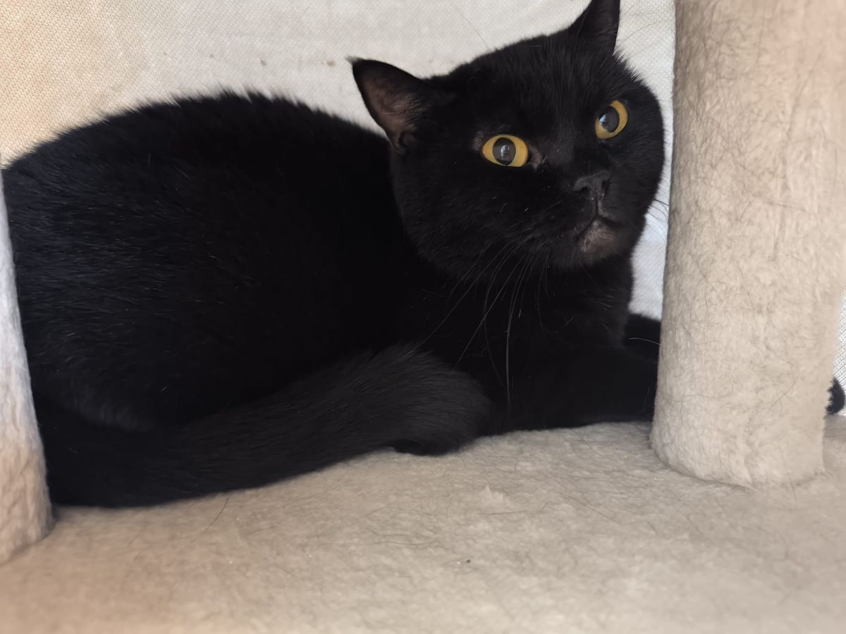 Junger Kater Herold für Wohnungshaltung (hat Interessenten)