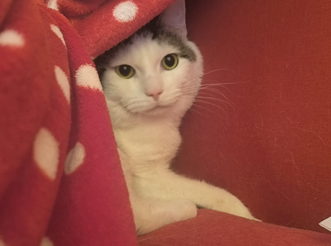 Kater Lui für Wohnungshaltung