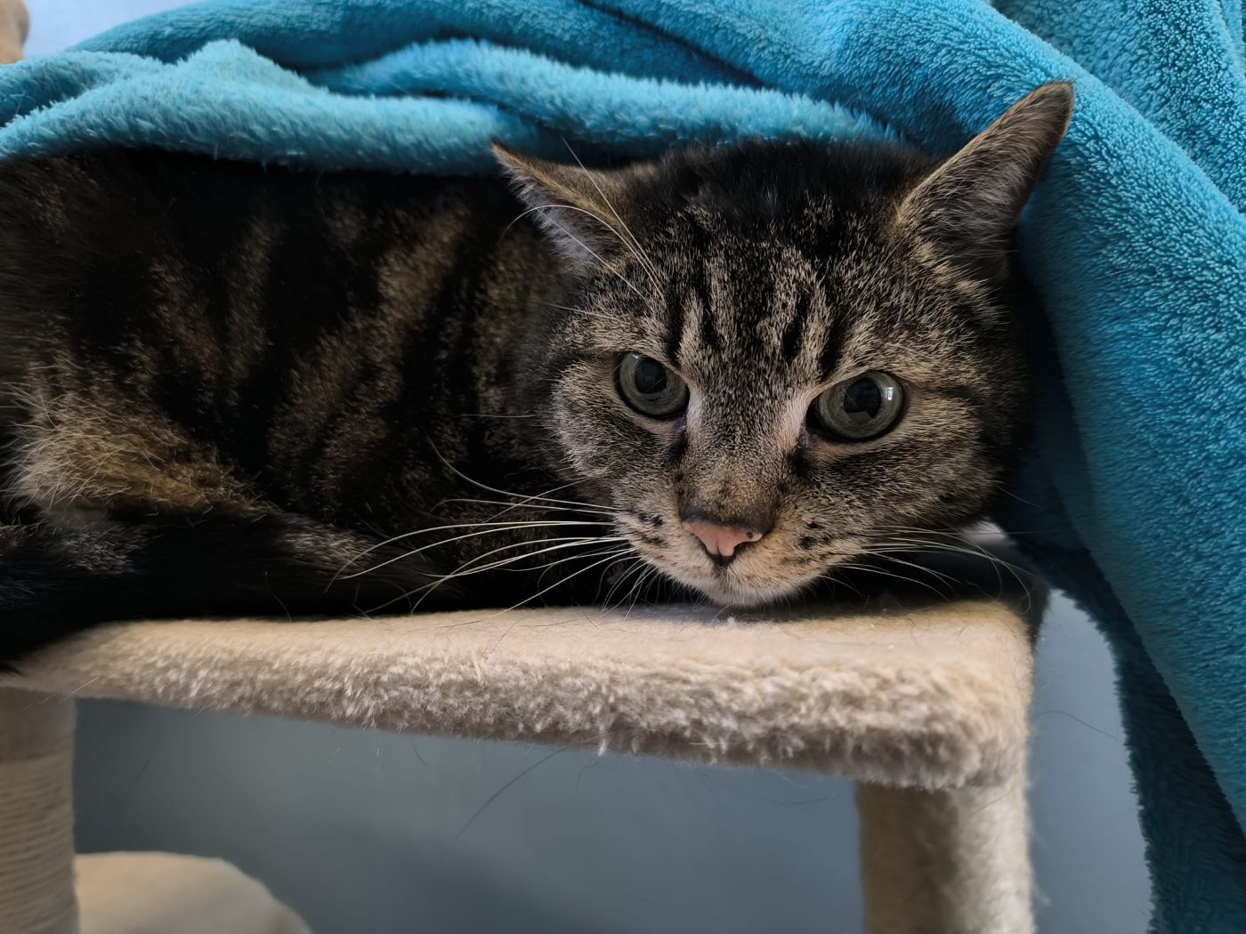 Kater Merlin und Romeo für Wohnungshaltung
