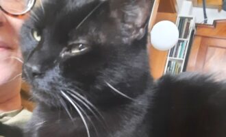 Neues Zuhause – Kater Apollo grüßt herzlich und in bester Form