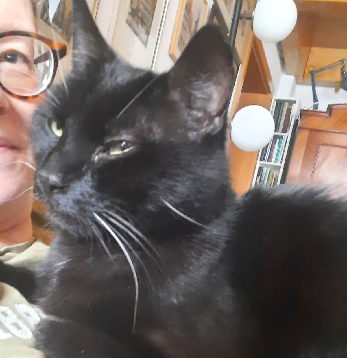 Neues Zuhause – Kater Apollo grüßt herzlich und in bester Form