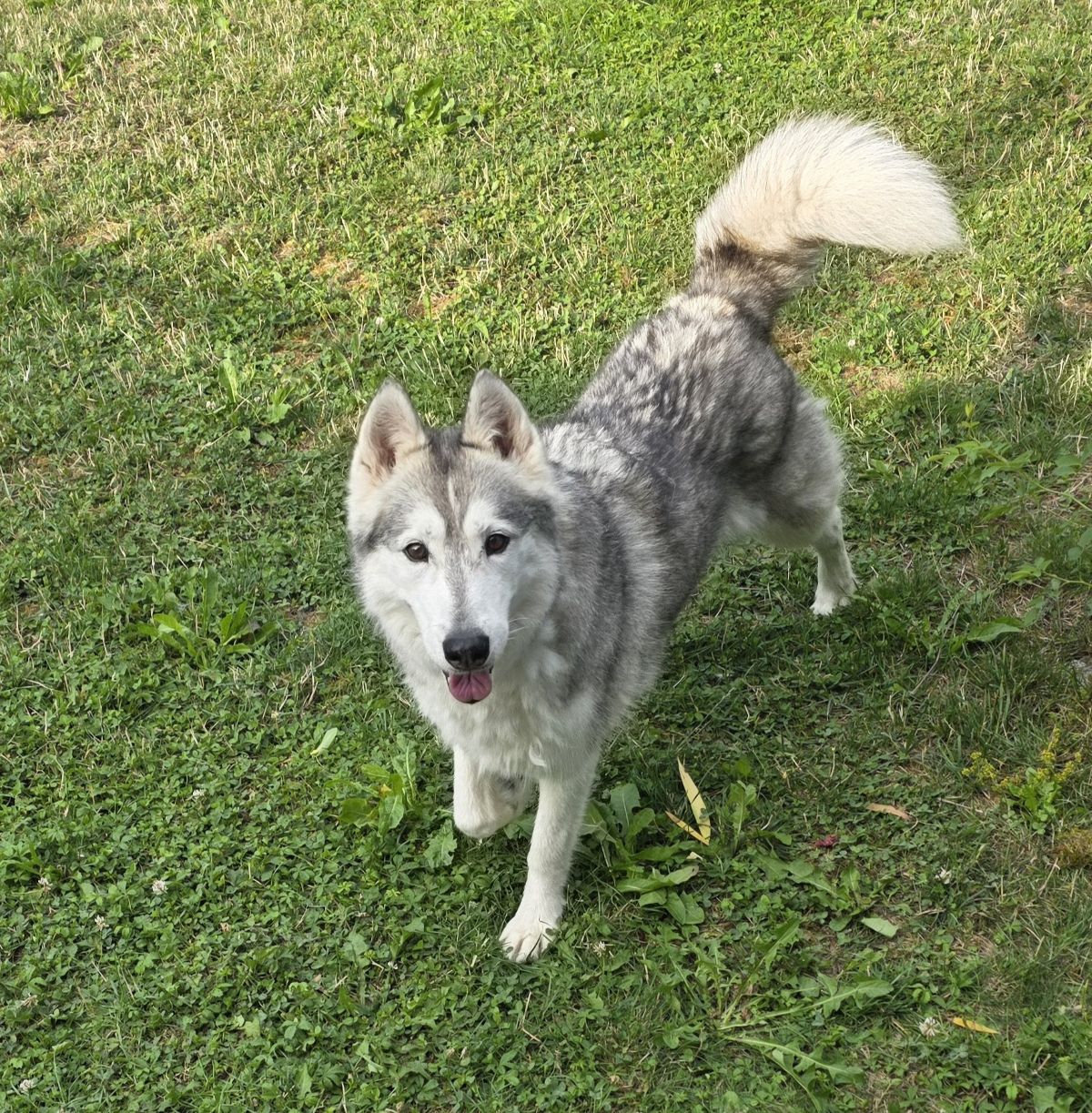 Privatvermittlung – 3 Huskys (m/w) Mack, Arwen, Wheeny – auch einzeln zu vermitteln