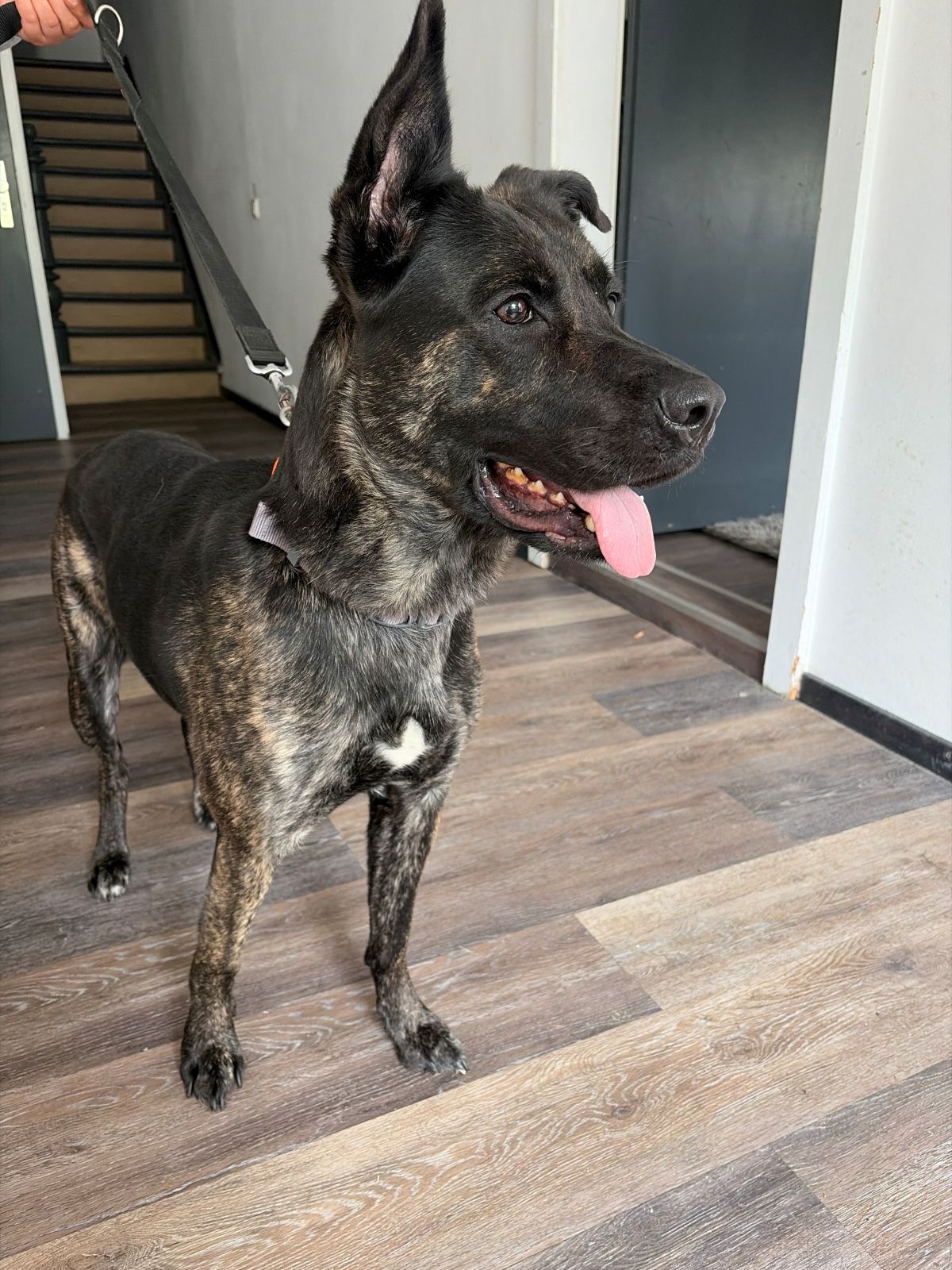 Privatvermittlung – Boxer/Schäfer-Mix-Hündin Akira