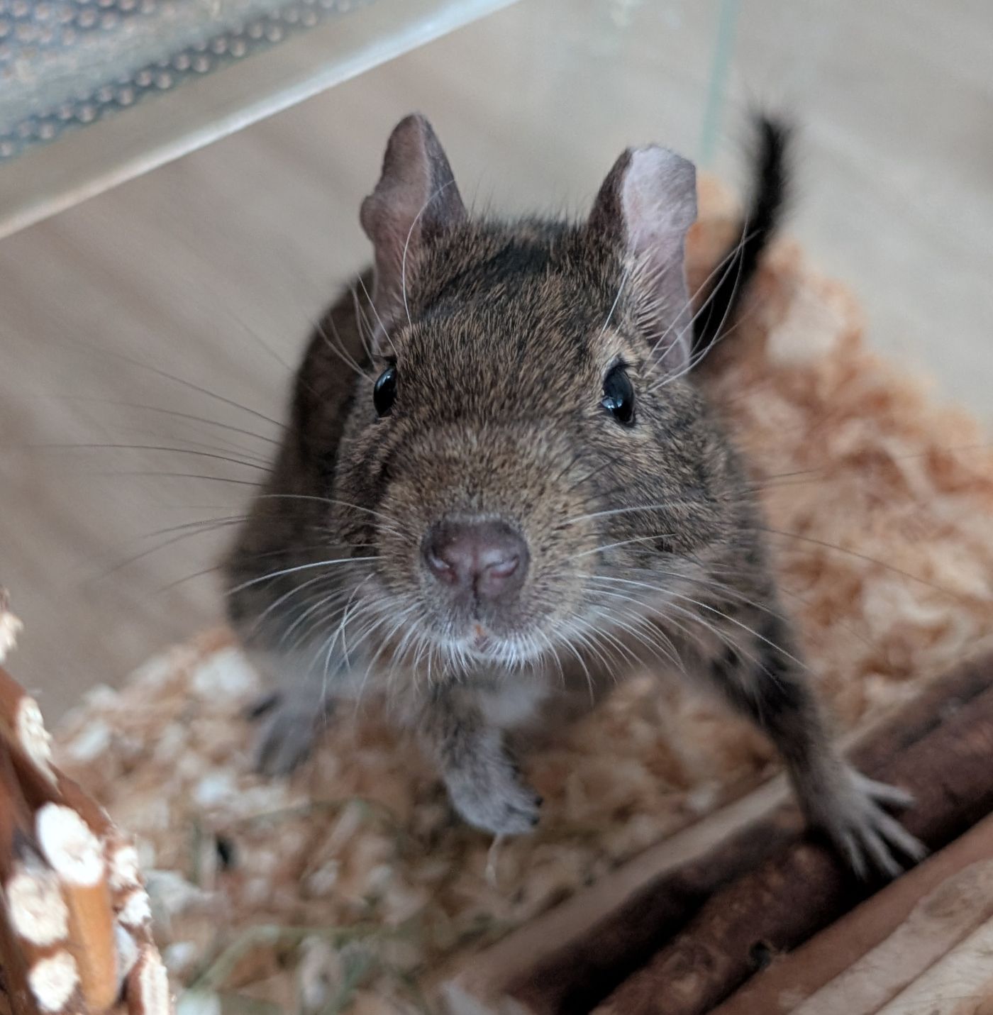 Privatvermittlung – Degu Björn