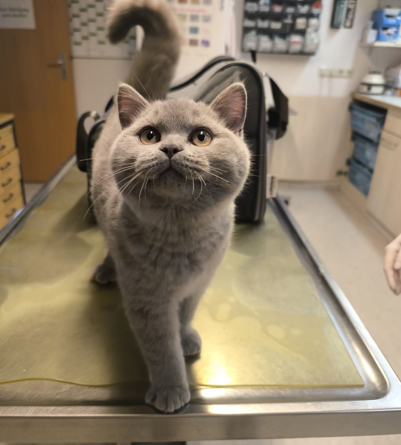Privatvermittlung – 4 Monate alter BKH-Kater (vorerst reserviert)