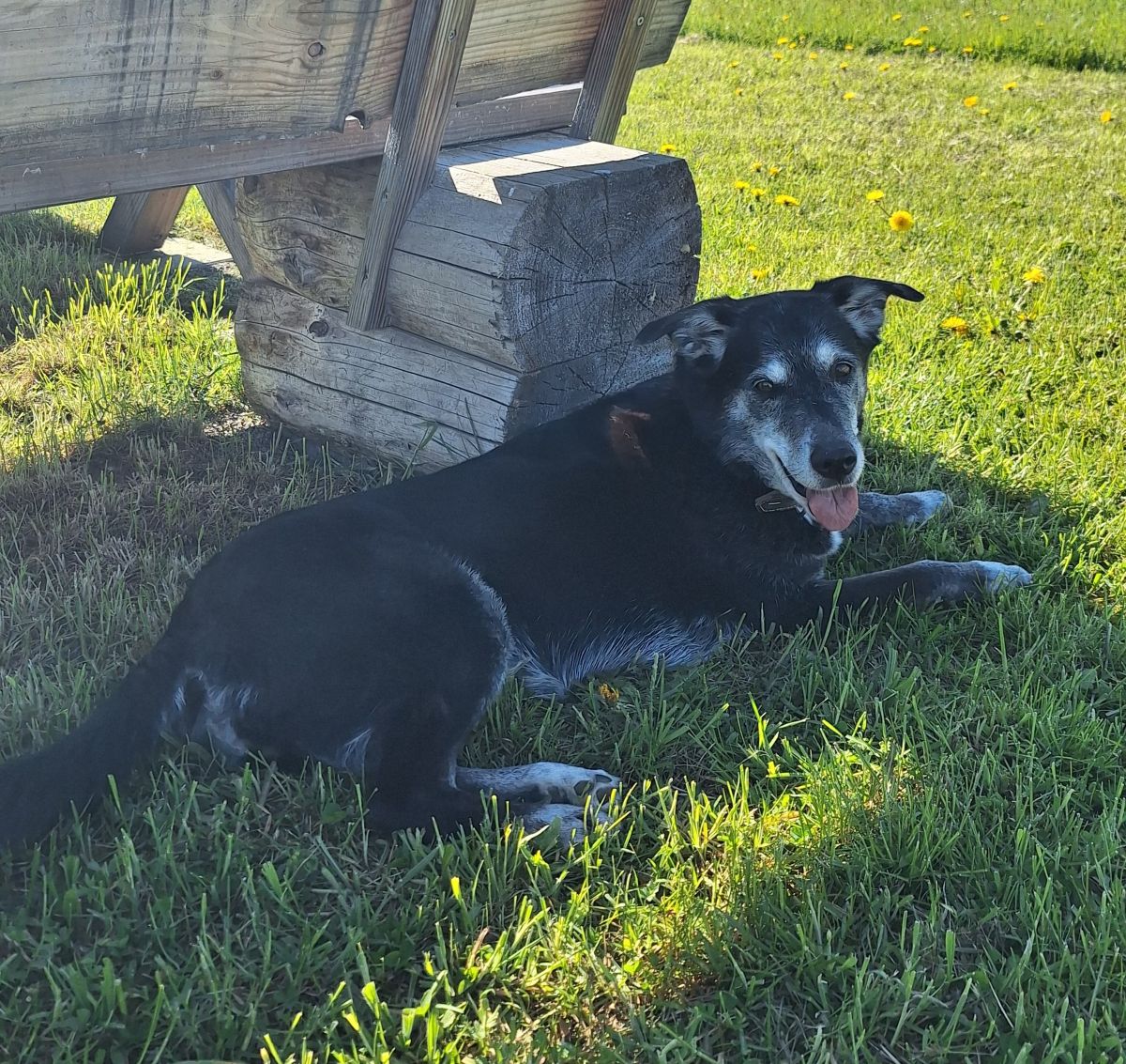 Privatvermittlung – Husky-Labrador-Mix-Hündin Mira