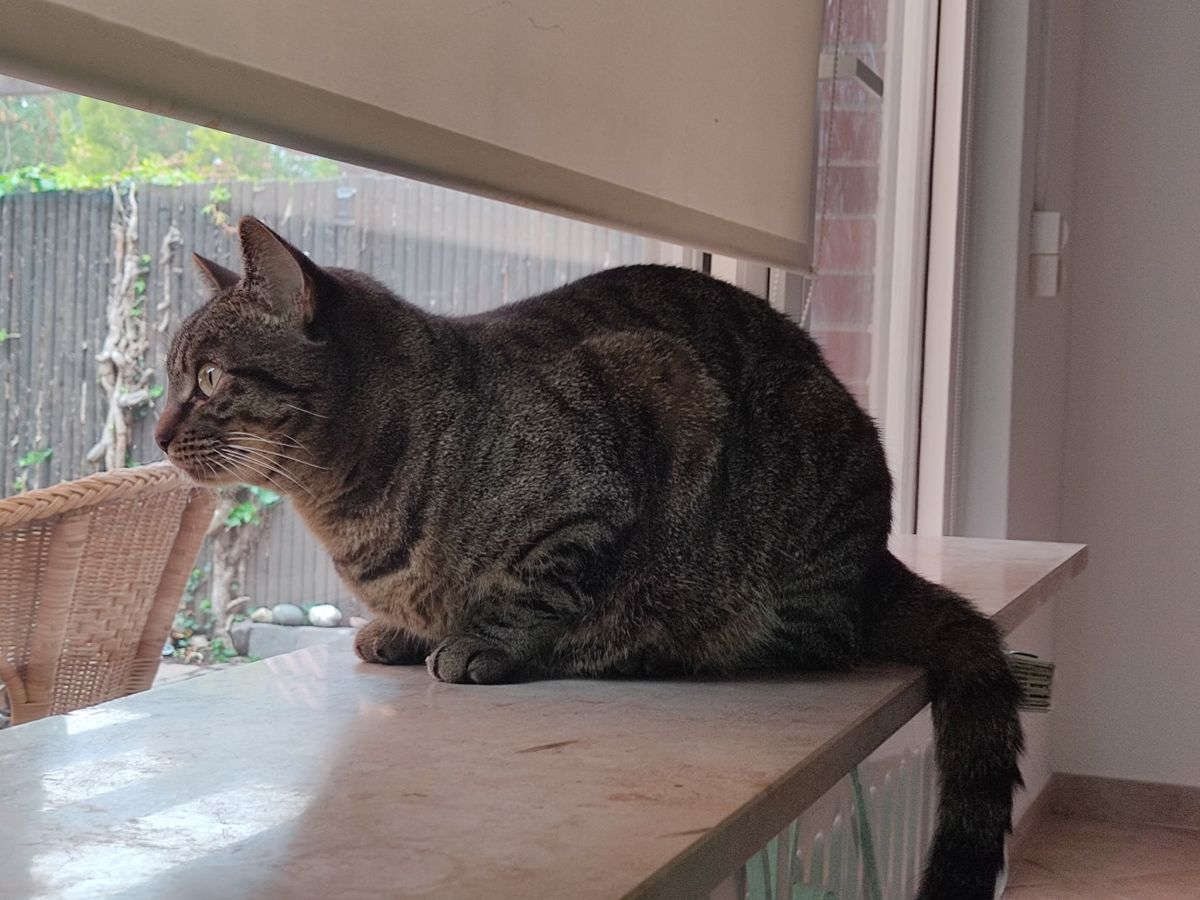 Privatvermittlung – Jüngere Katze Simba