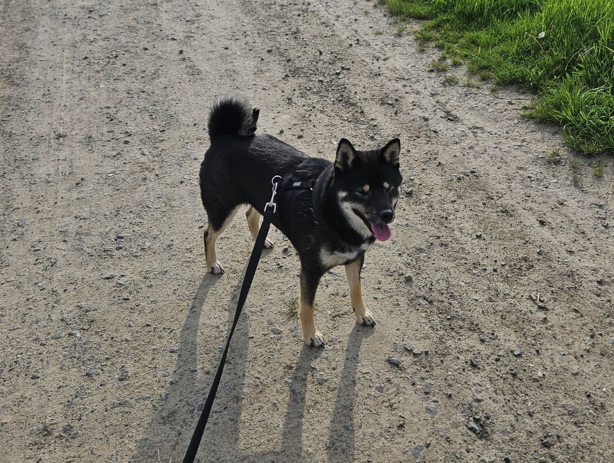 Privatvermittlung – Kleine Shiba Inu-Hündin Sky