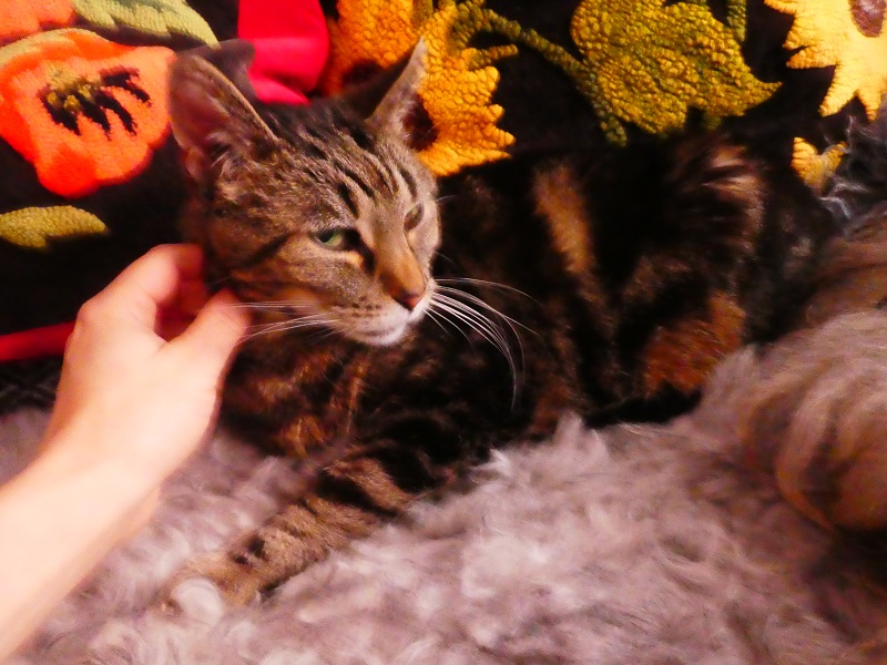 Privatvermittlung – Ältere Katze Trulla