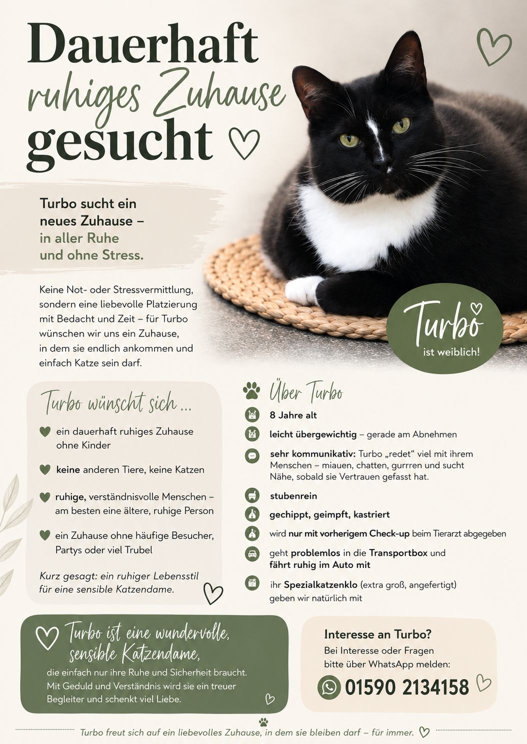 Privatvermittlung – Sensible Katze Turbo