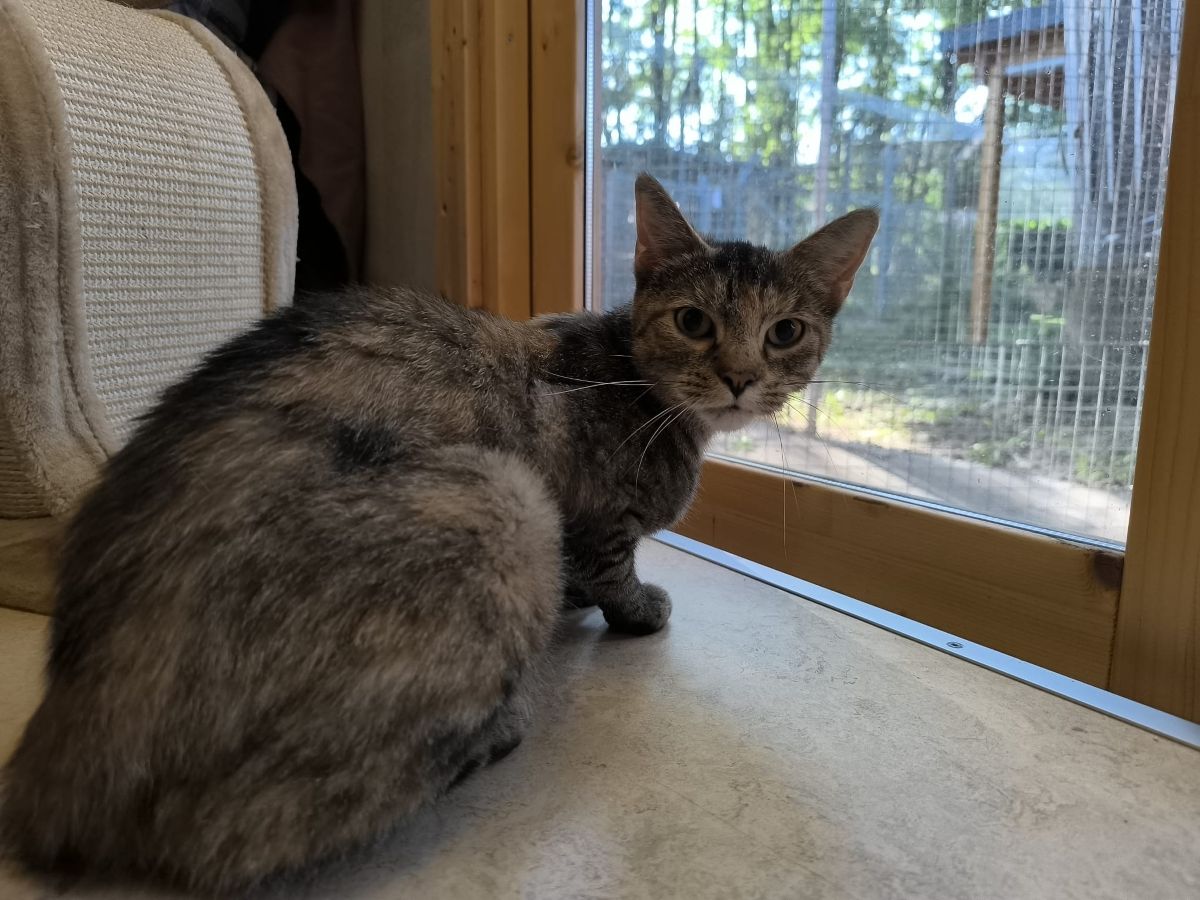 Junge Katze Queenie für Freigangshaltung