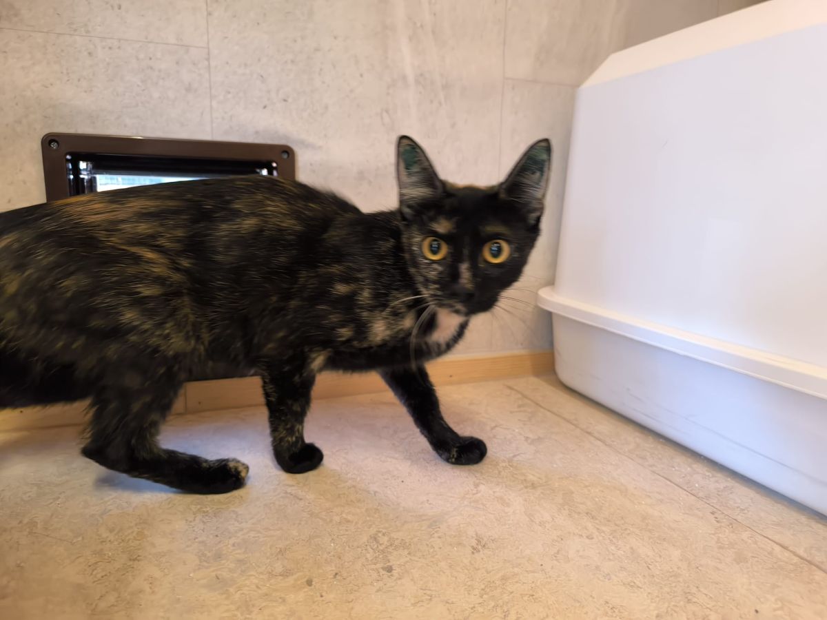 Junge Katze Svenja für Freigangshaltung
