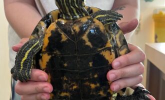 Zugelaufen 16.7. – Rotwangenschildkröte (w) aus Elze