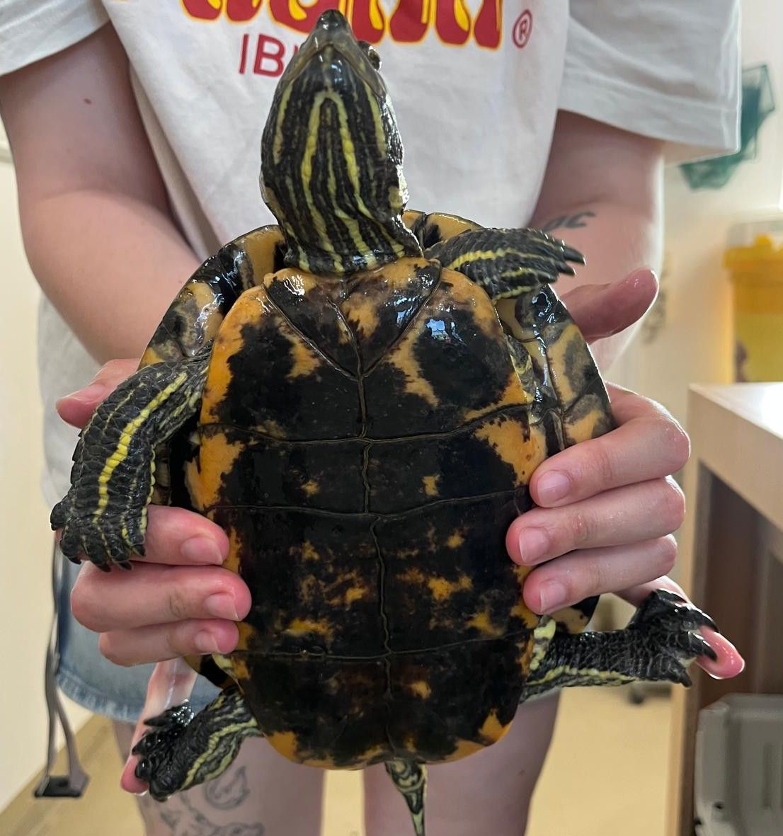 Zugelaufen 16.7. – Rotwangenschildkröte (w) aus Elze