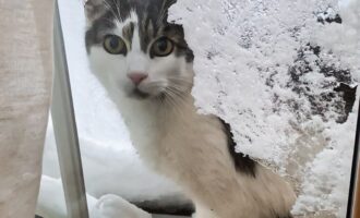 Vermisst 8.7. – Kater aus Söhlde