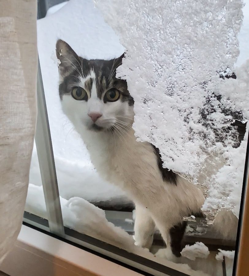 Vermisst 8.7. – Kater aus Söhlde