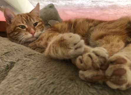 Vermisst – Kater Boris aus Hildesheim/Mönkemöllerweg