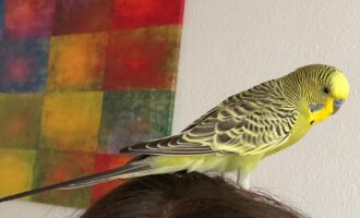 Vermisst 10.7.- Wellensittich Coco aus der Andreasstr./Hildesheim
