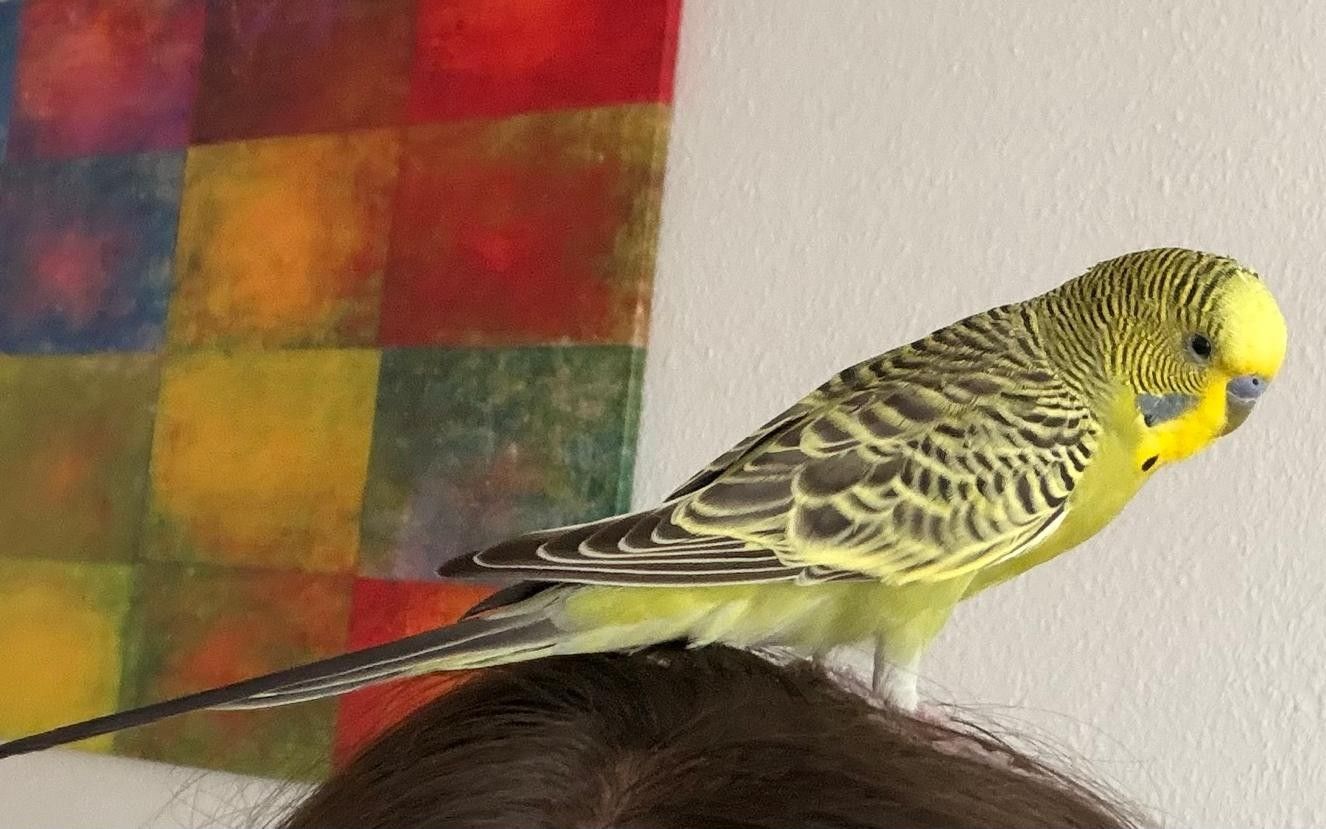 Vermisst 10.7.- Wellensittich Coco aus der Andreasstr./Hildesheim