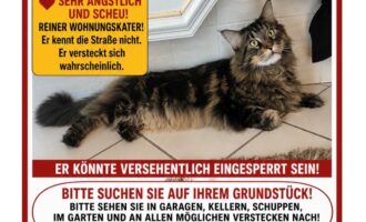 Vermisst 12.7. – Kater Findus aus Alfeld/Am Sindelberg