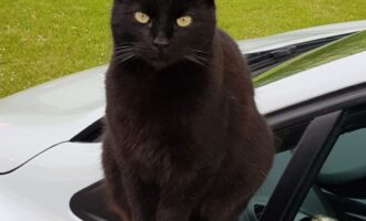 Vermisst 10.7. – Katze Chihiro aus Holle/Henneckenrode, Waldstraße