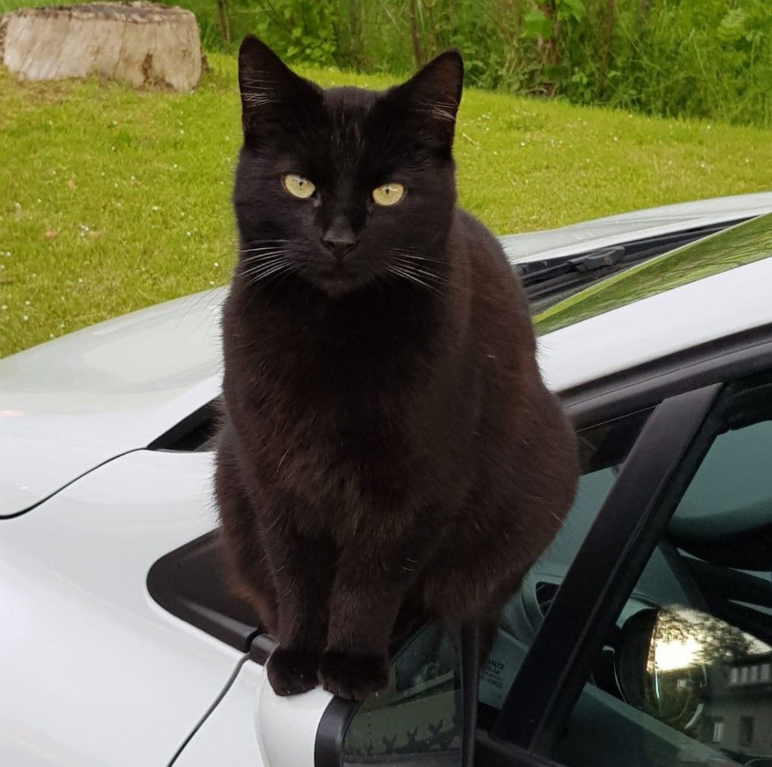 Vermisst 10.7. – Katze Chihiro aus Holle/Henneckenrode, Waldstraße