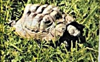 Vermisst 1.7. – Schildkröte aus dem eigenen Garten in Sarstedt/Schliekum