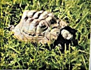 Vermisst 1.7. – Schildkröte aus dem eigenen Garten in Sarstedt/Schliekum