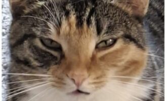 Vermisst – Katze Schnitzel aus Algermissen
