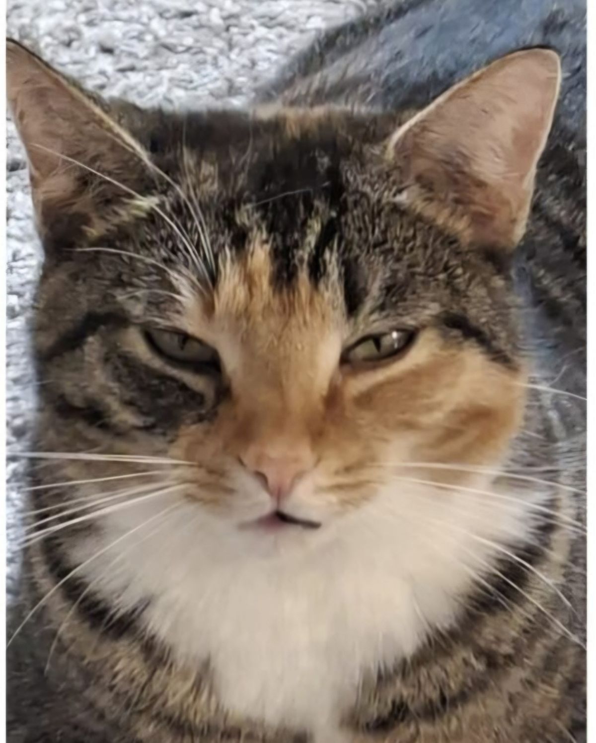 Vermisst – Katze Schnitzel aus Algermissen