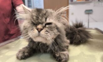 Zugelaufen 8.7. – Einäugiger Kater aus der Einumer Straße, Hildesheim
