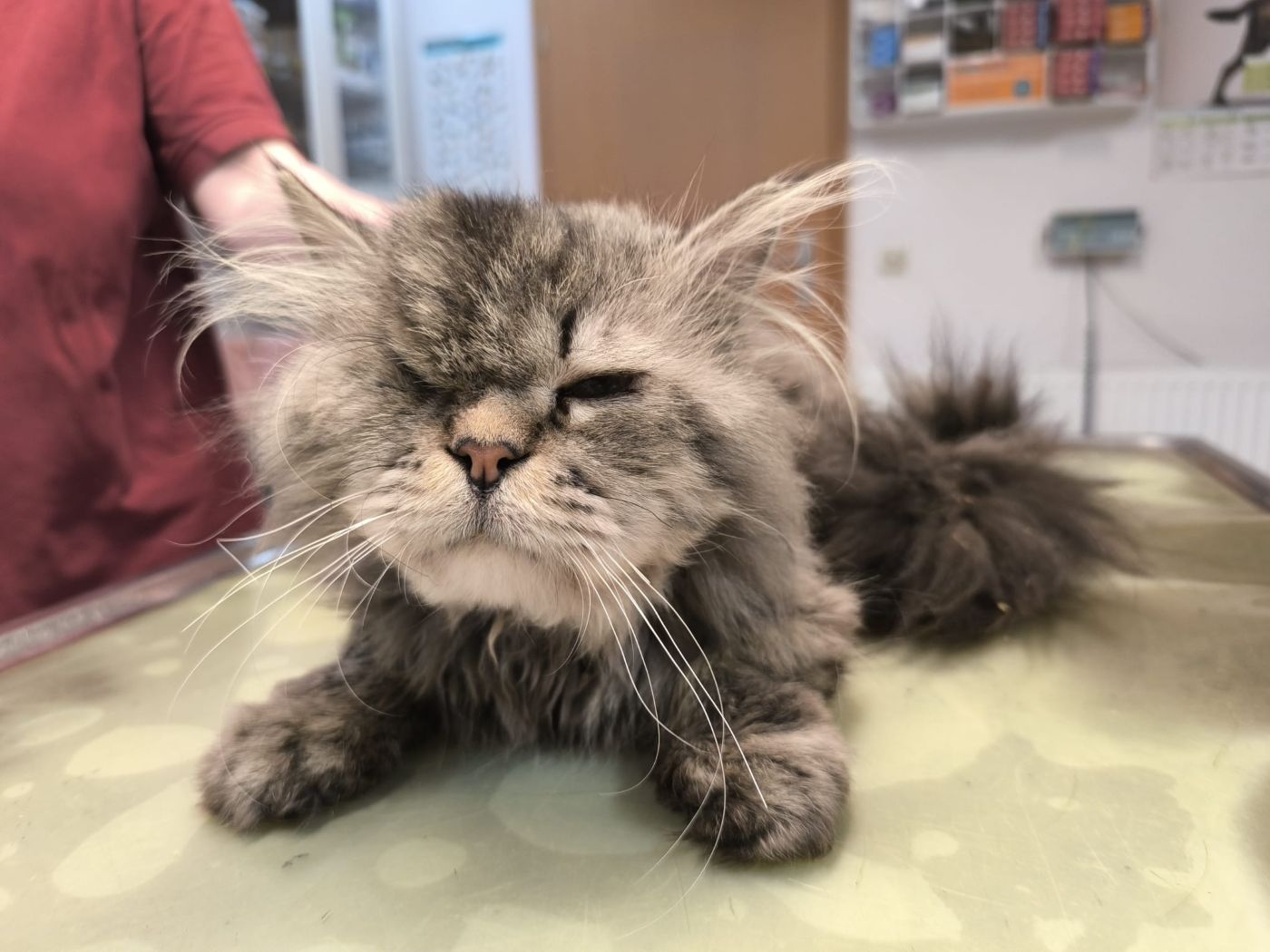 Zugelaufen 8.7. – Einäugiger Kater aus der Einumer Straße, Hildesheim