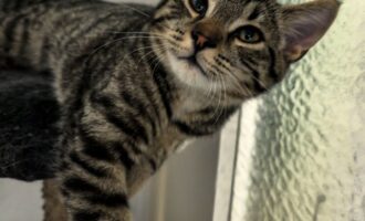 Zugelaufen 24.7. – Kater in Hildesheim, Quartierzentrum Stadtfeld